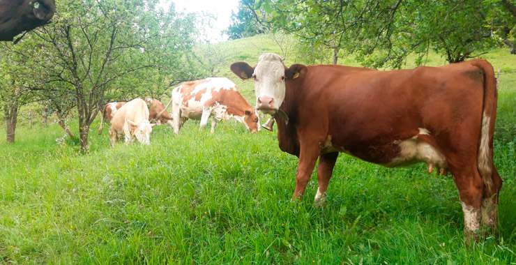 Telleria - Queso de vaca y carne ecológica